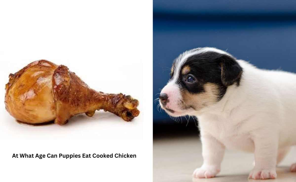 At What Age Can Puppies Eat Cooked Chicken