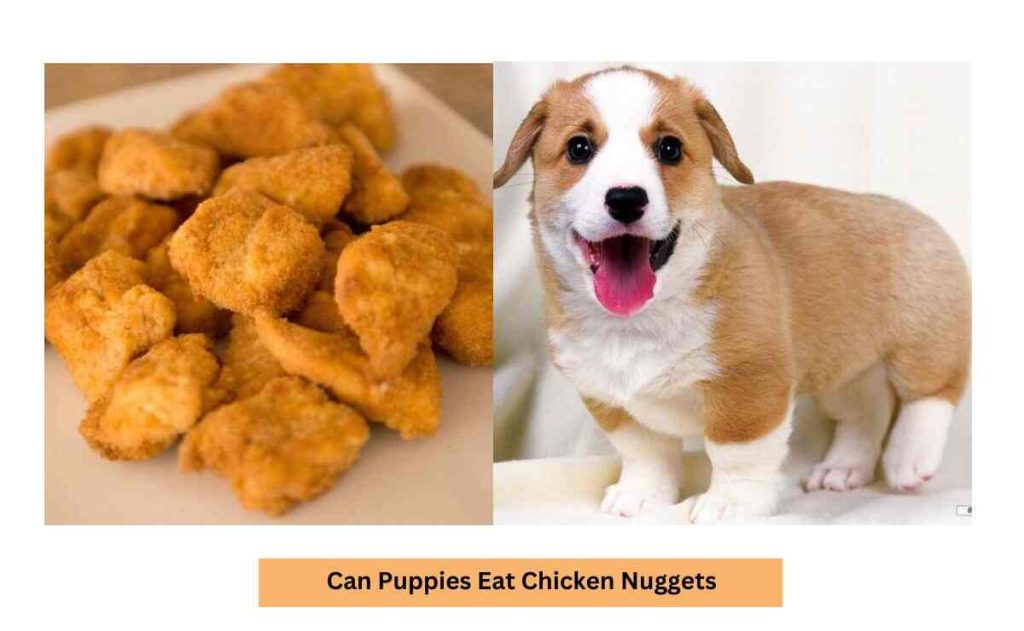 Can Puppies Eat Chicken Nuggets