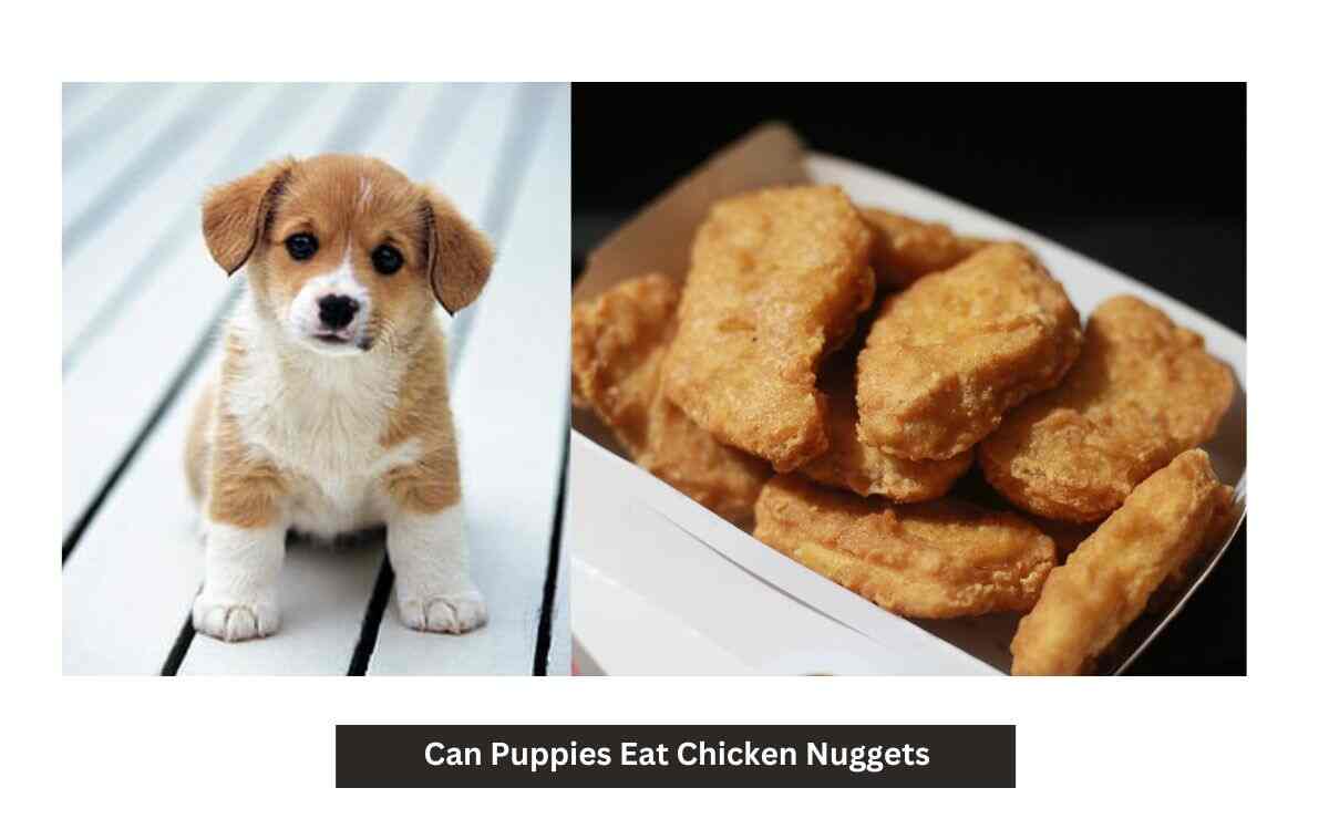 Can Puppies Eat Chicken Nuggets