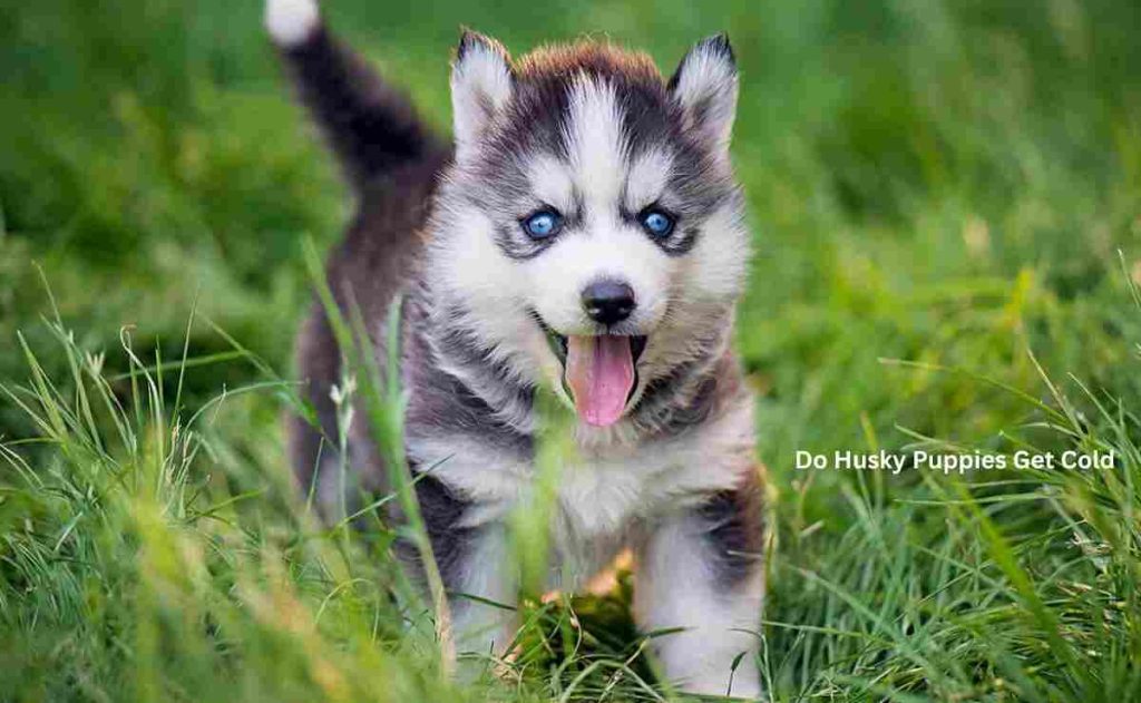 Do Husky Puppies Get Cold