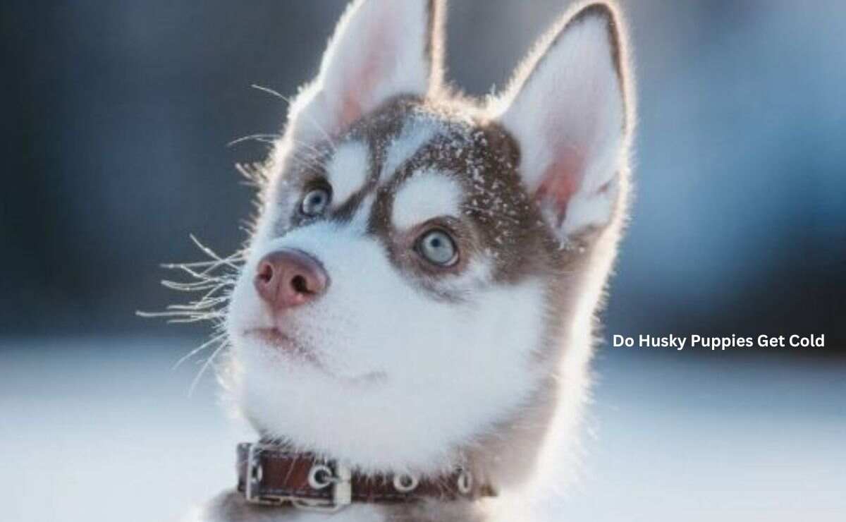 Do Husky Puppies Get Cold