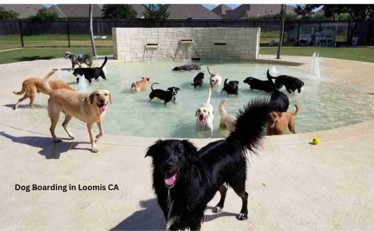 Dog Boarding in Loomis CA