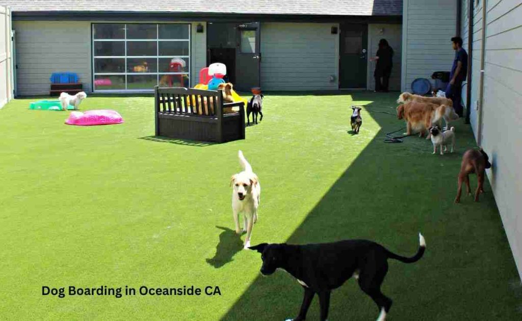 Dog Boarding in Oceanside CA