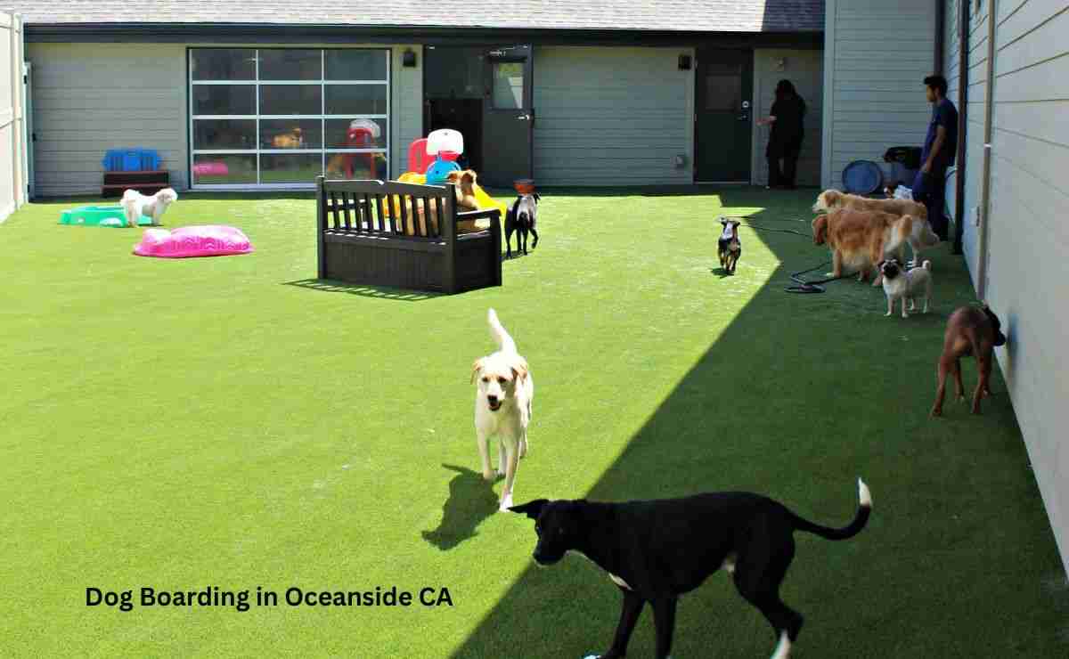 Dog Kennels In Oceanside Ca