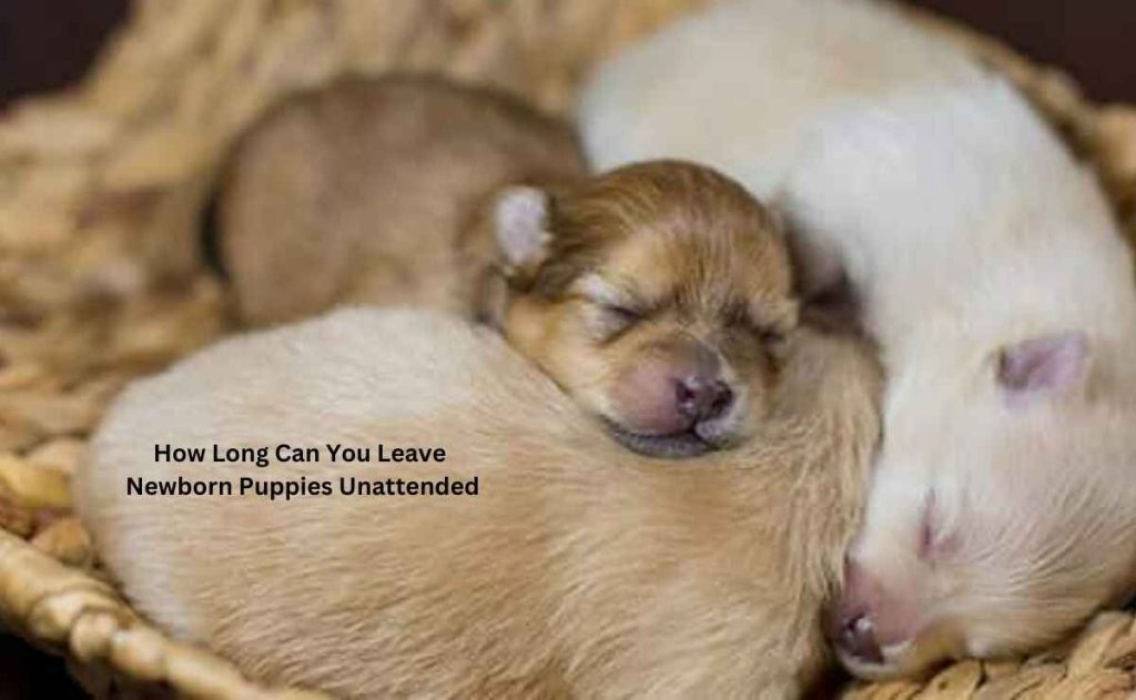 How Long Can You Leave Newborn Puppies Unattended