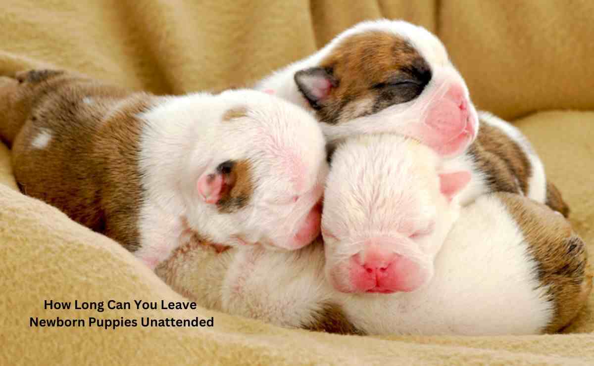 How Long Can You Leave Newborn Puppies Unattended