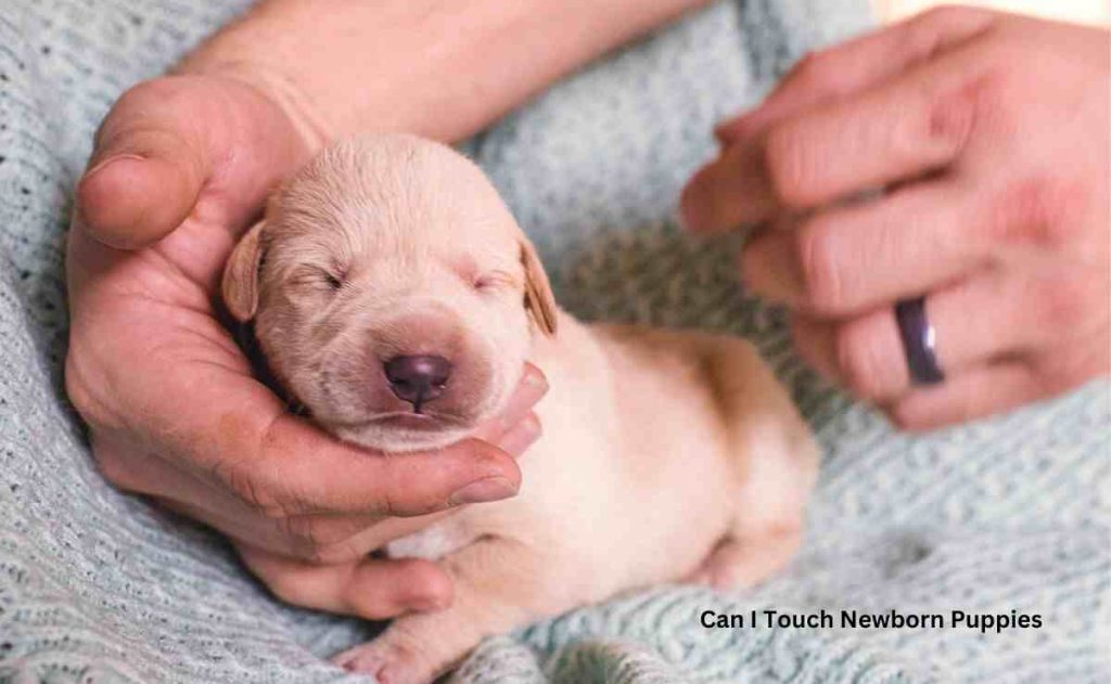 Can I Touch Newborn Puppies