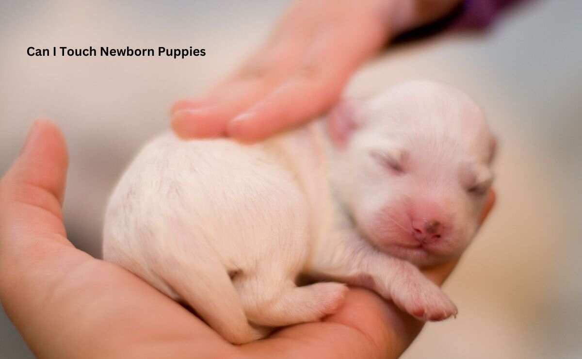 Can I Touch Newborn Puppies