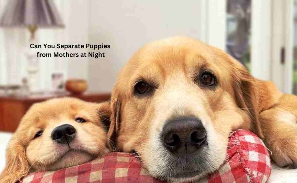 Can You Separate Puppies from Mothers at Night