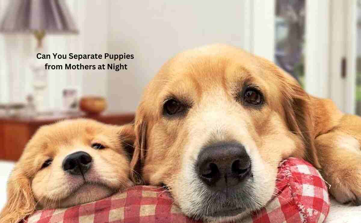 Can You Separate Puppies from Mothers at Night? Puppy Aware