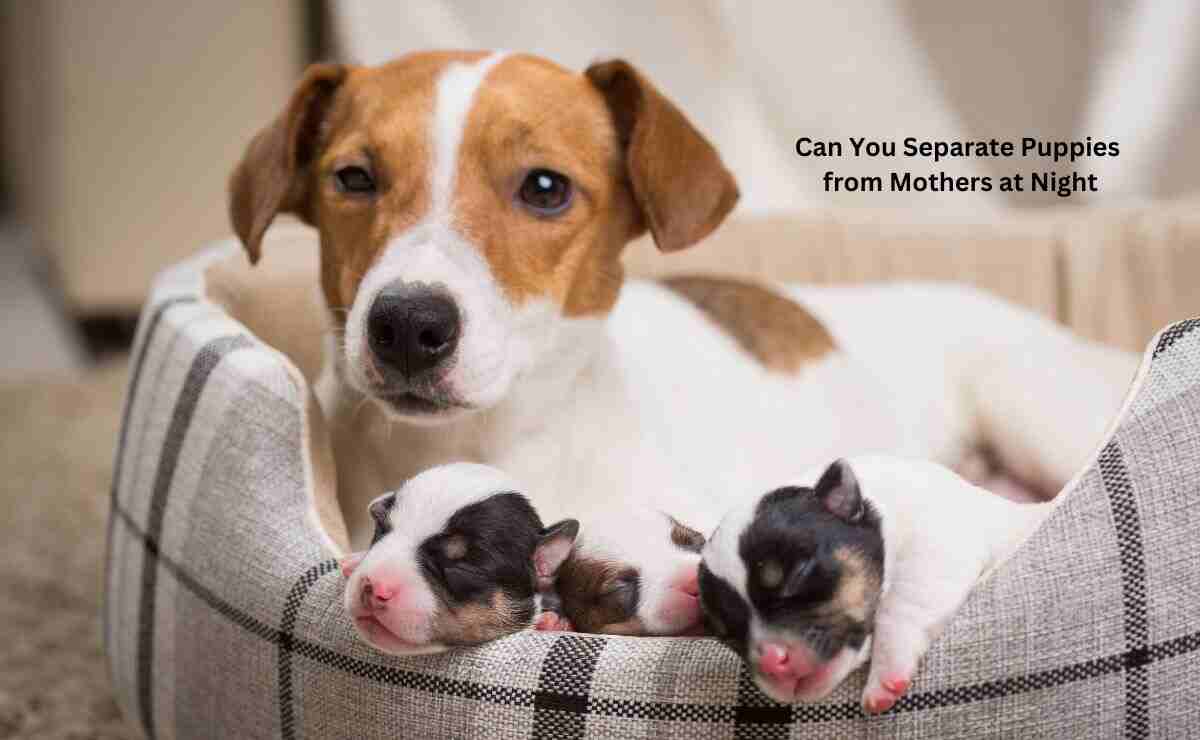 Can You Separate Puppies from Mothers at Night