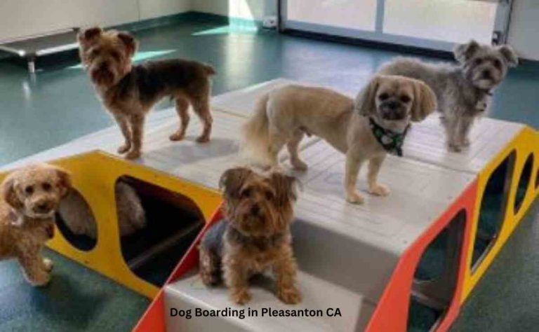 Dog Boarding Pleasanton CA
