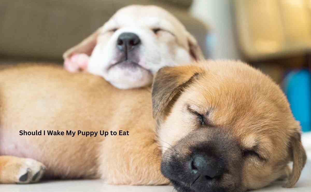 Should I Wake My Puppy Up to Eat? Proper Guide Puppy Aware