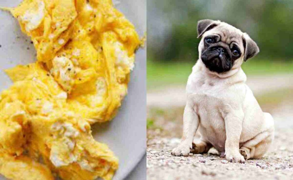 What Age Can Puppies Eat Scrambled Eggs