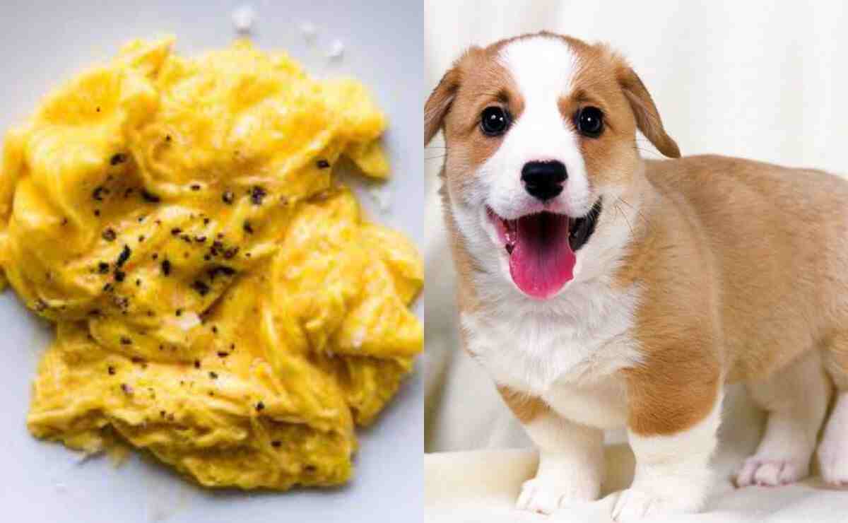 What Age Can Puppies Eat Scrambled Eggs