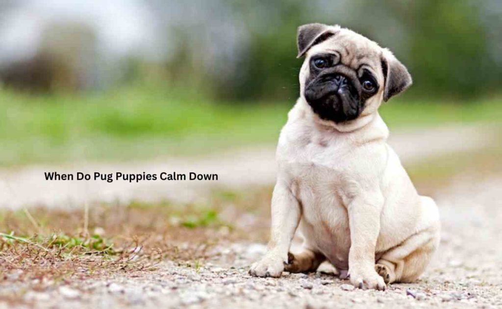 When Do Pug Puppies Calm Down