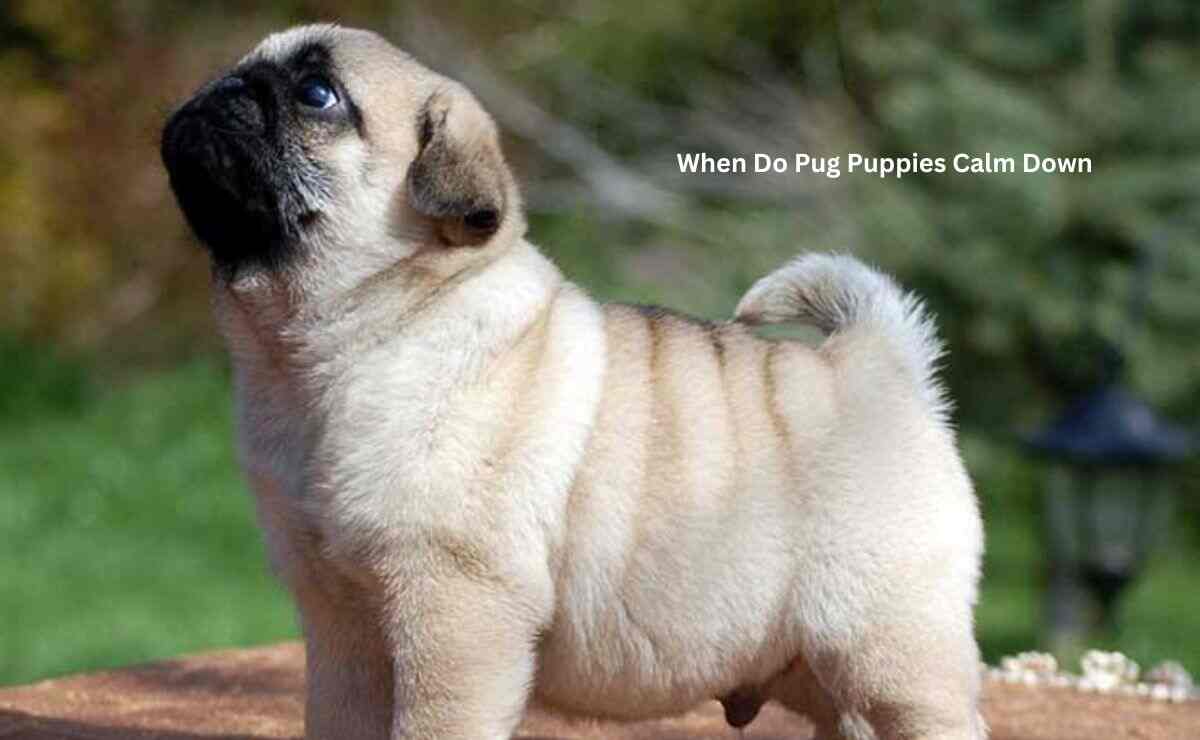 When Do Pug Puppies Calm Down