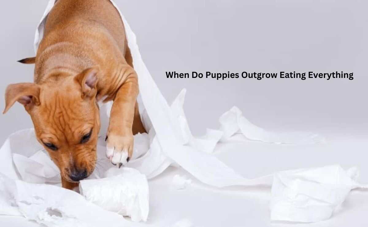 When Do Puppies Outgrow Eating Everything? Puppy Aware