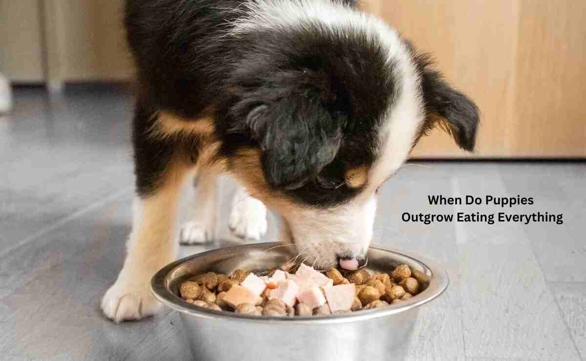 When Do Puppies Outgrow Eating Everything