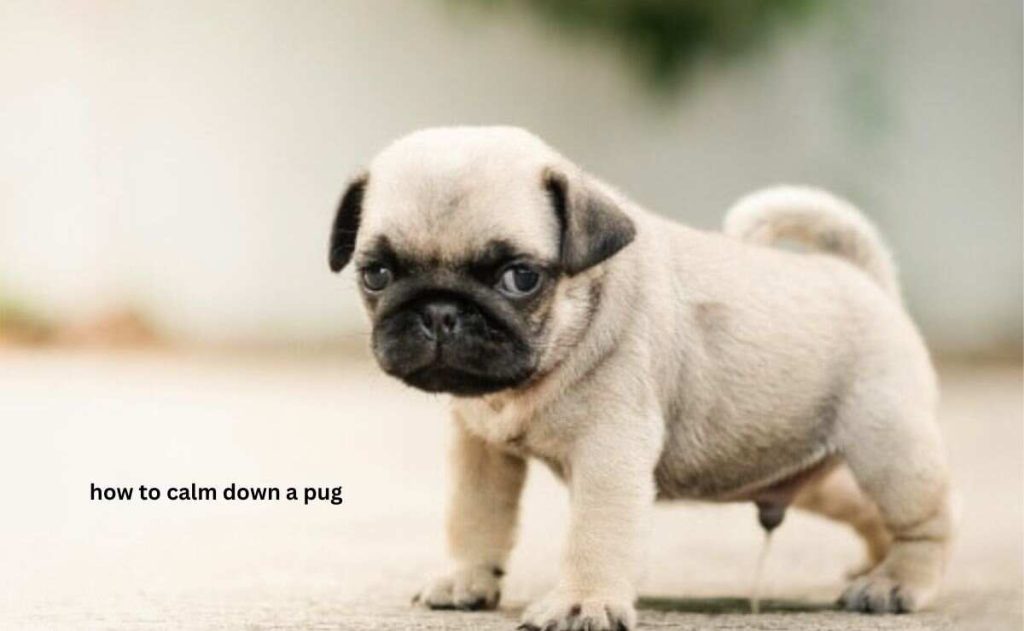 how to calm down a pug