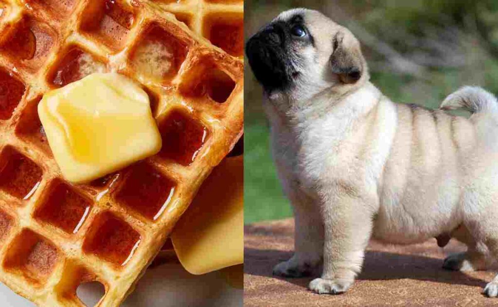 Can Puppies Eat Waffles