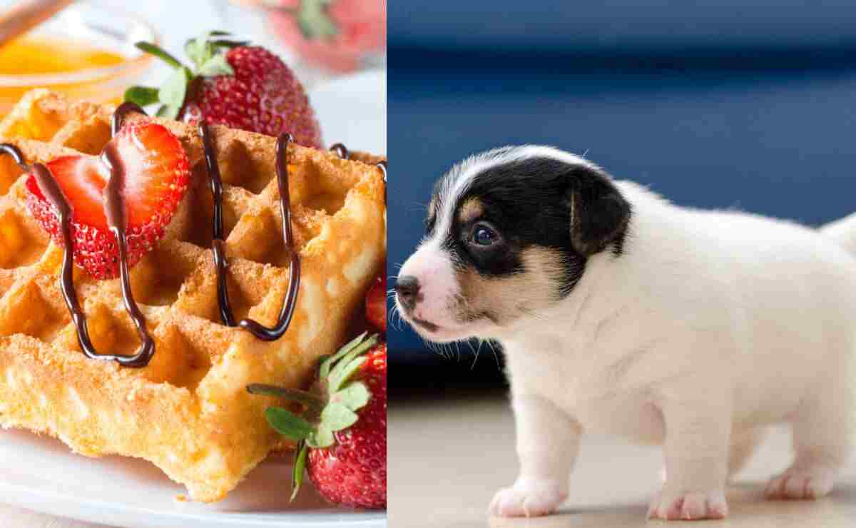 Can Puppies Eat Waffles