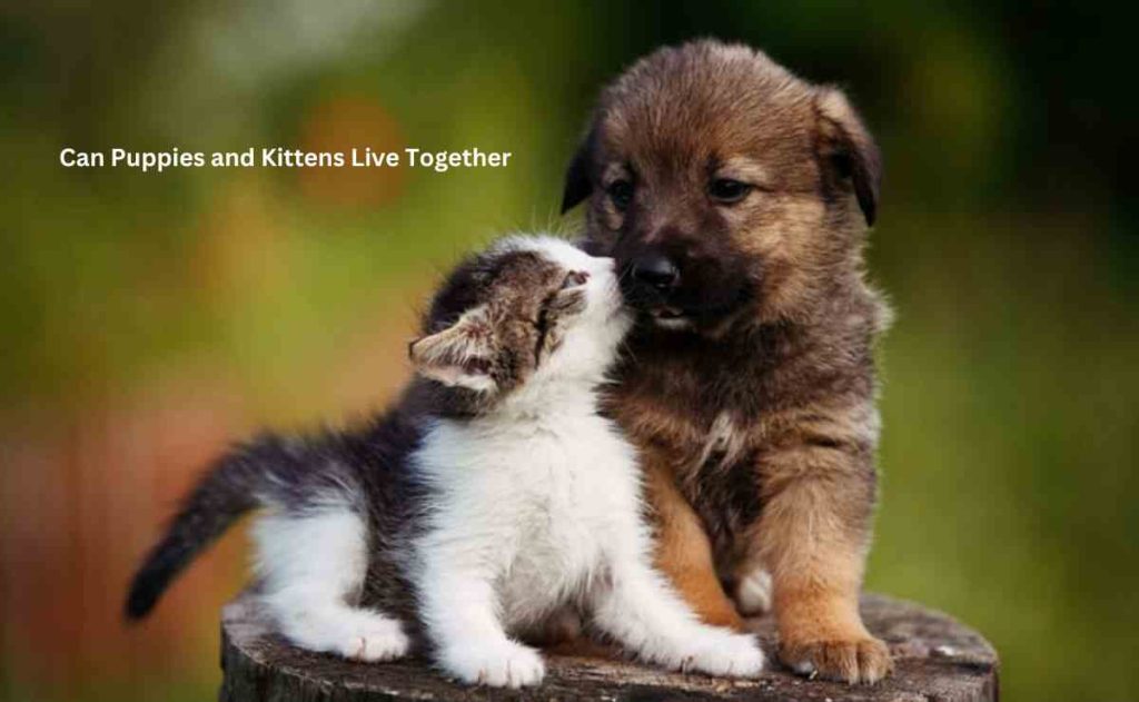 Can Puppies and Kittens Live Together