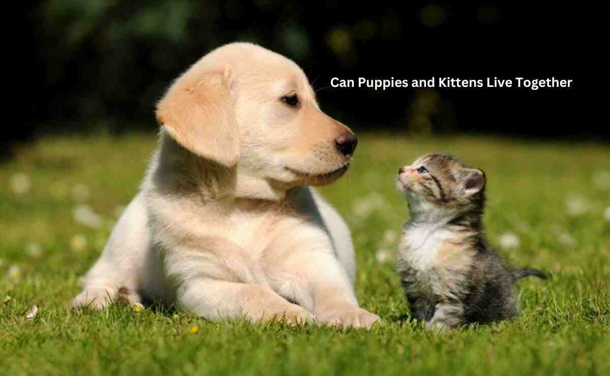 Can Puppies and Kittens Live Together