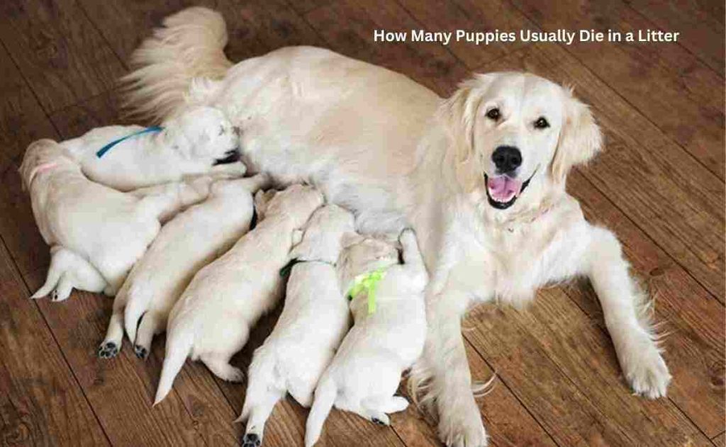 How Many Puppies Usually Die in a Litter