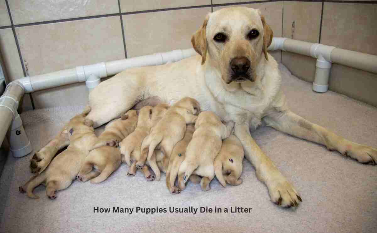 How Many Puppies Usually Die in a Litter