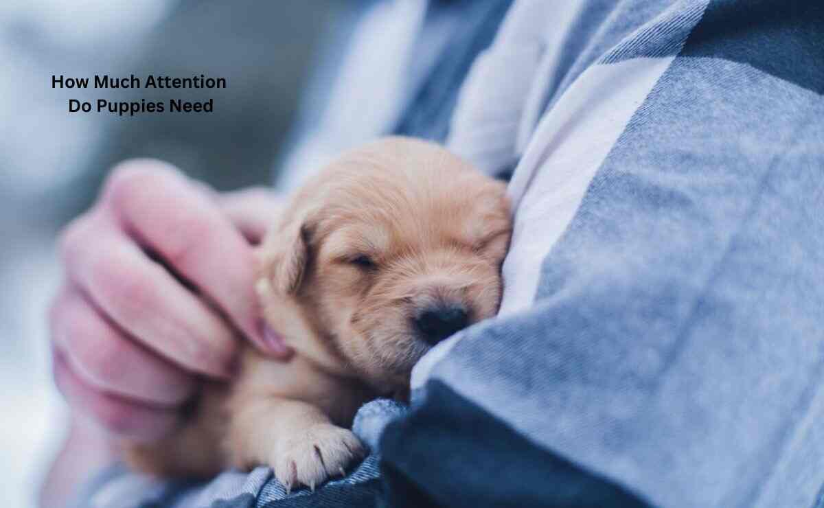 How Much Attention Do Puppies Need