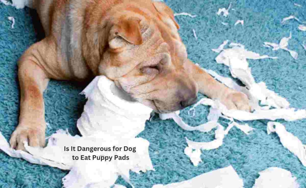 Is It Dangerous for Dog to Eat Puppy Pads