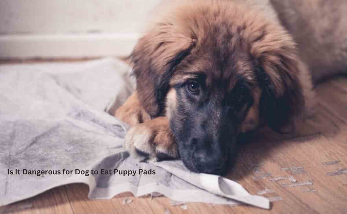 Is It Dangerous for Dog to Eat Puppy Pads