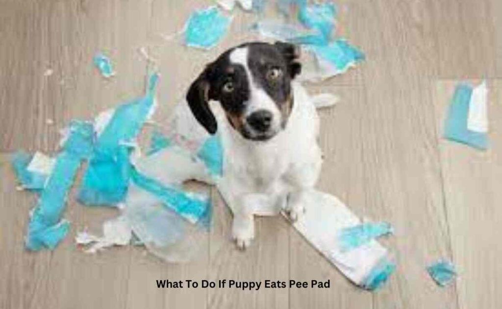 What To Do If Puppy Eats Pee Pad