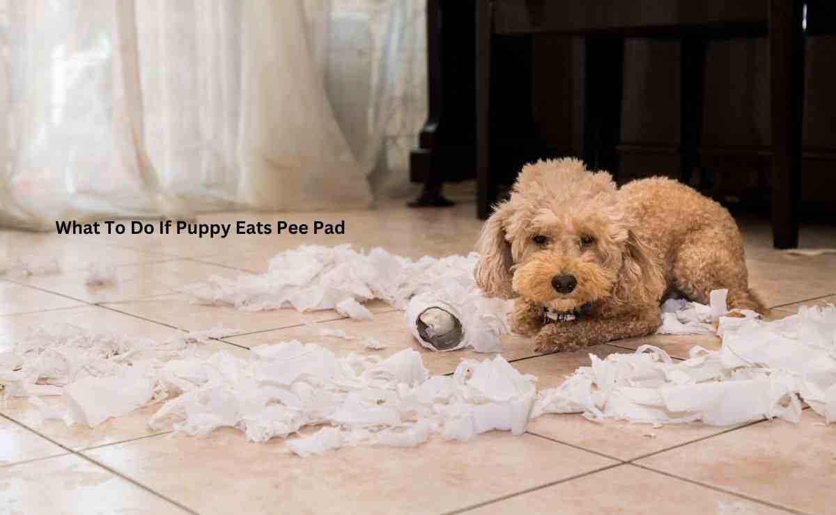 What To Do If Puppy Eats Pee Pad