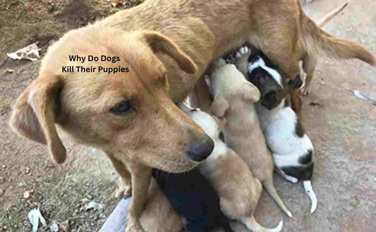 Why Do Dogs Kill Their Puppies