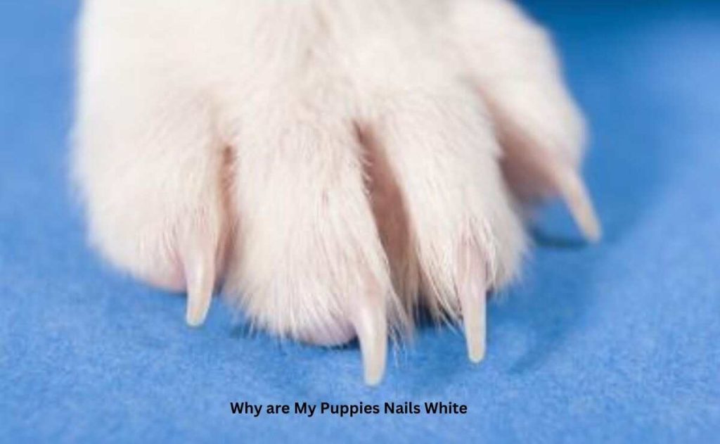 Why are My Puppies Nails White