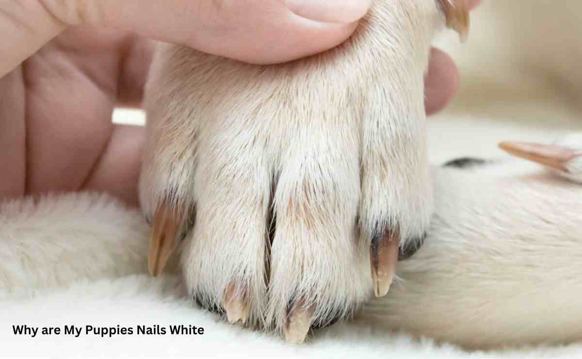 Why are My Puppies Nails White