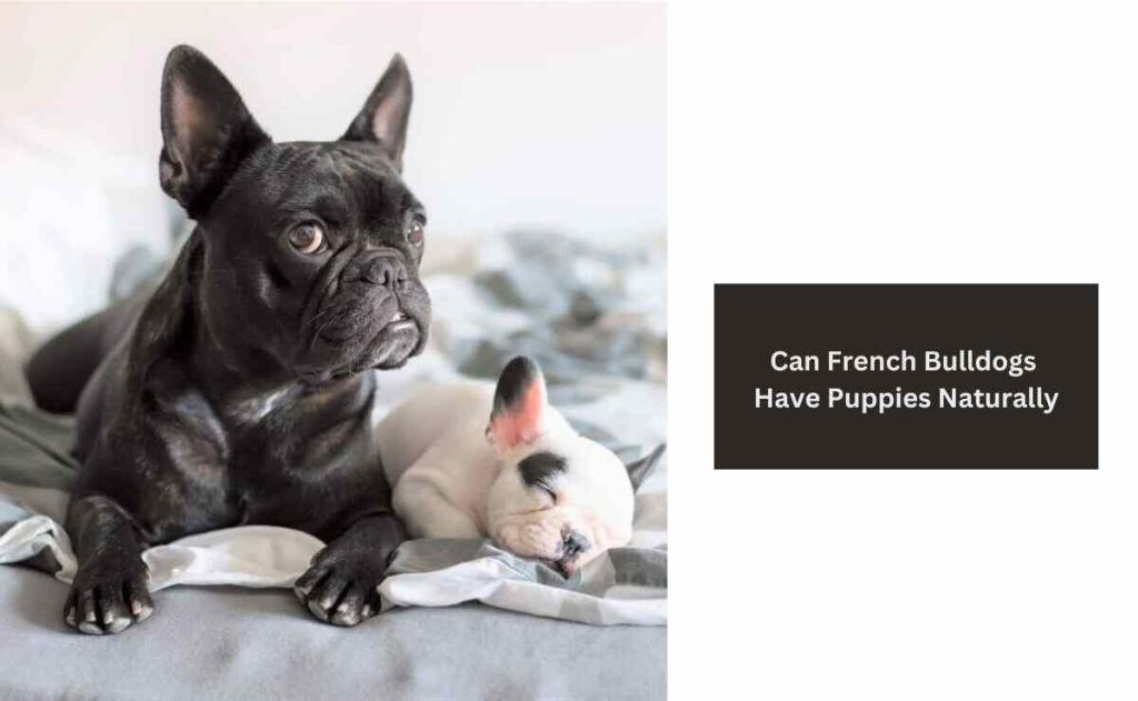 Can French Bulldogs Have Puppies Naturally