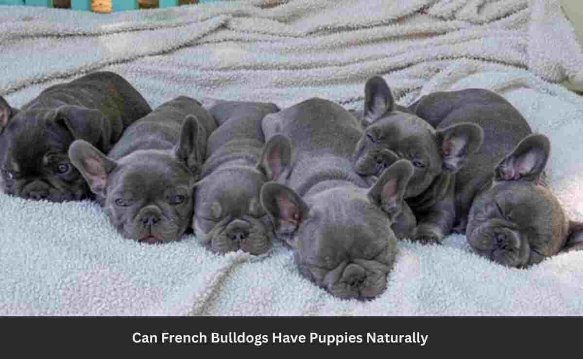 Can French Bulldogs Have Puppies Naturally