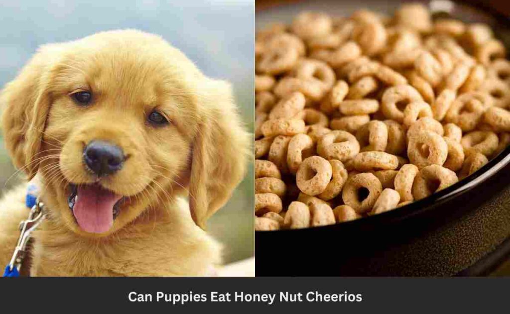 Can Puppies Eat Honey Nut Cheerios