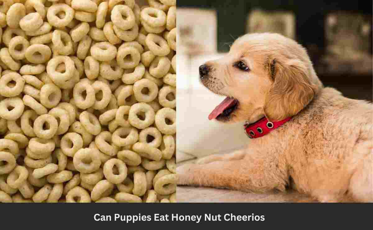 Can Puppies Eat Honey Nut Cheerios