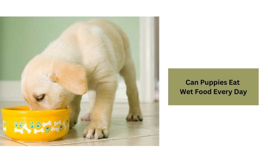 Can Puppies Eat Wet Food Every Day