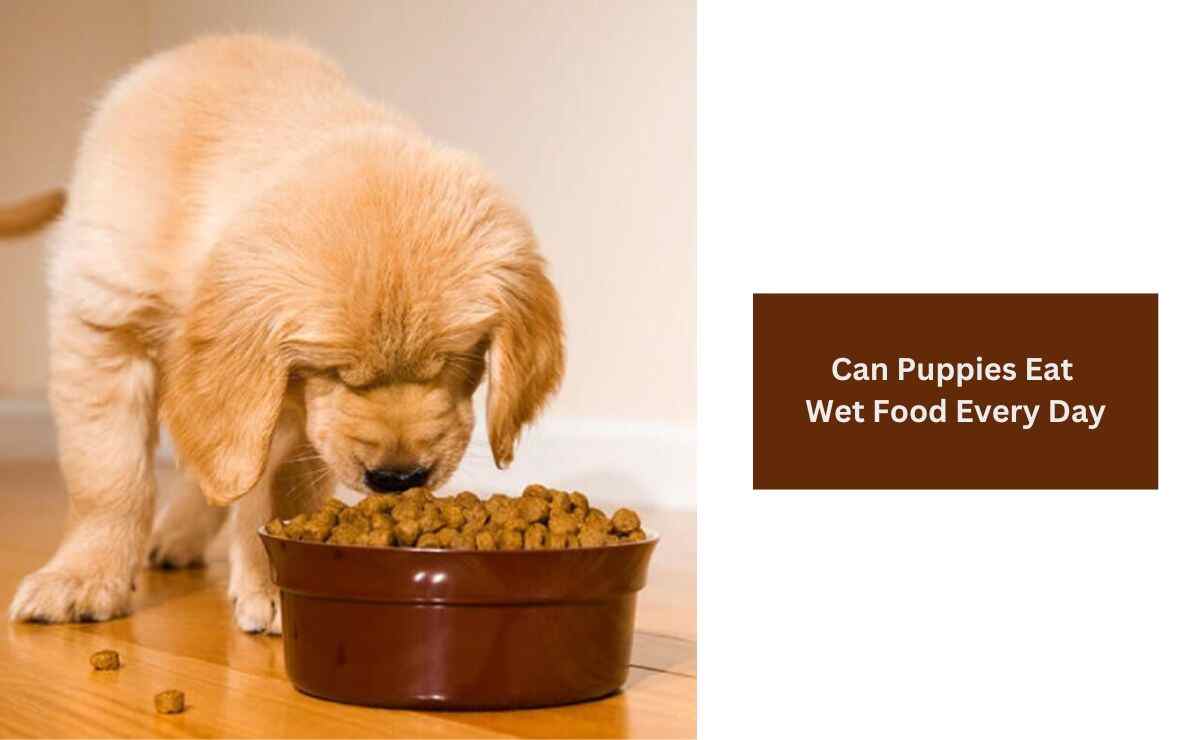 Can Puppies Eat Wet Food Every Day