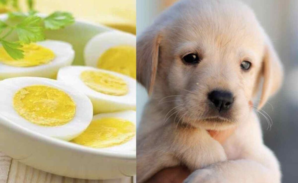 Can Puppy Eat Egg White