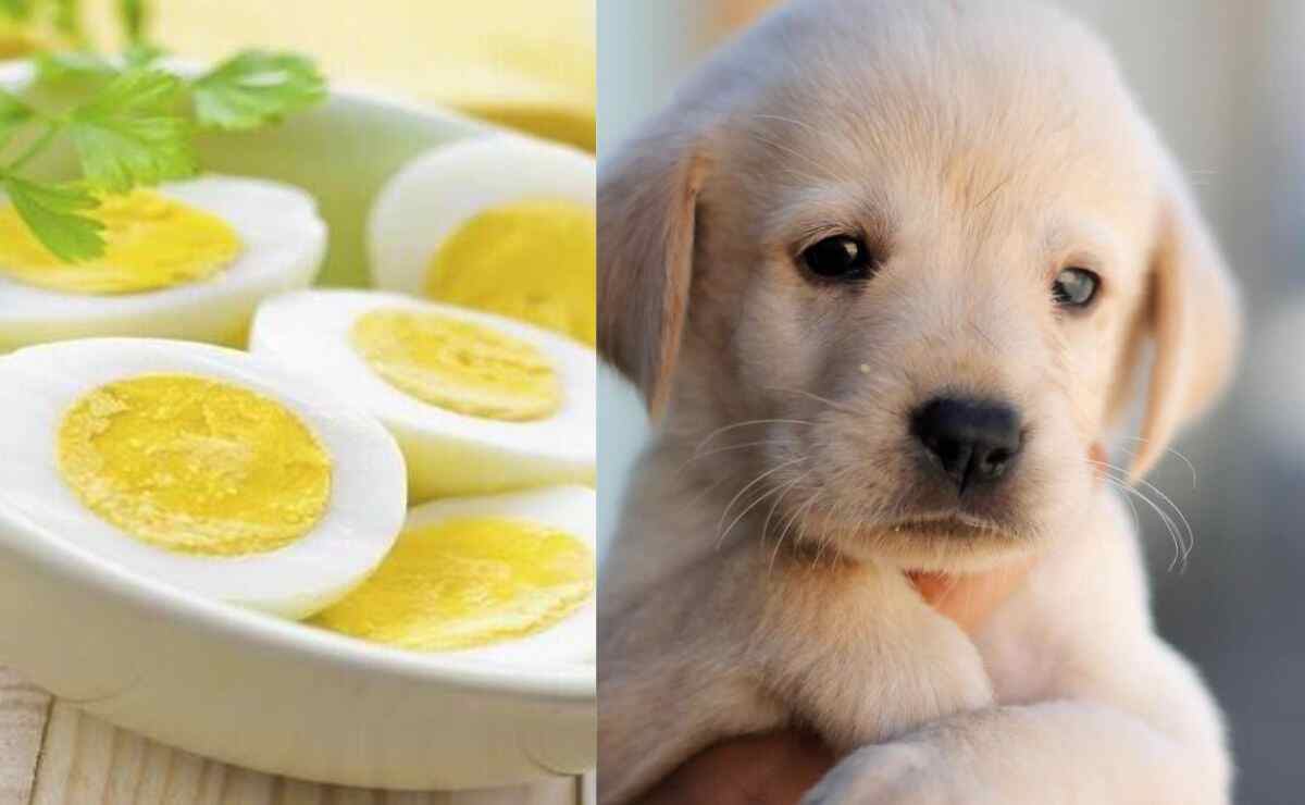 Can Puppy Eat Egg White? [Answer According to Veterinarians] Puppy Aware