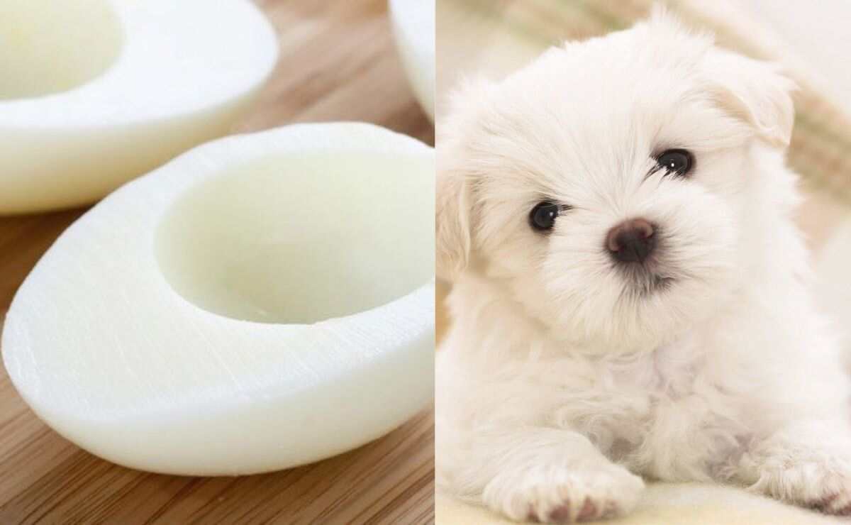 Can Puppy Eat Egg White