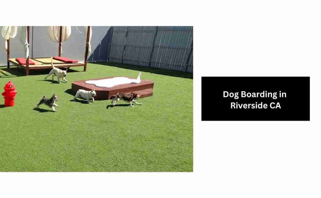 Dog Boarding in Riverside CA