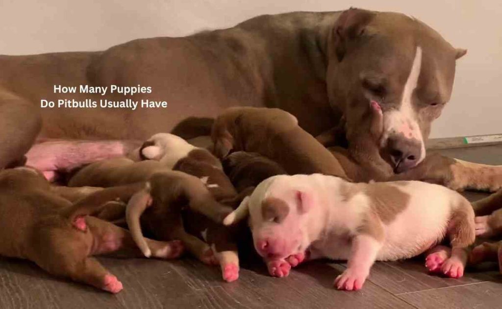 How Many Puppies Do Pitbulls Usually Have