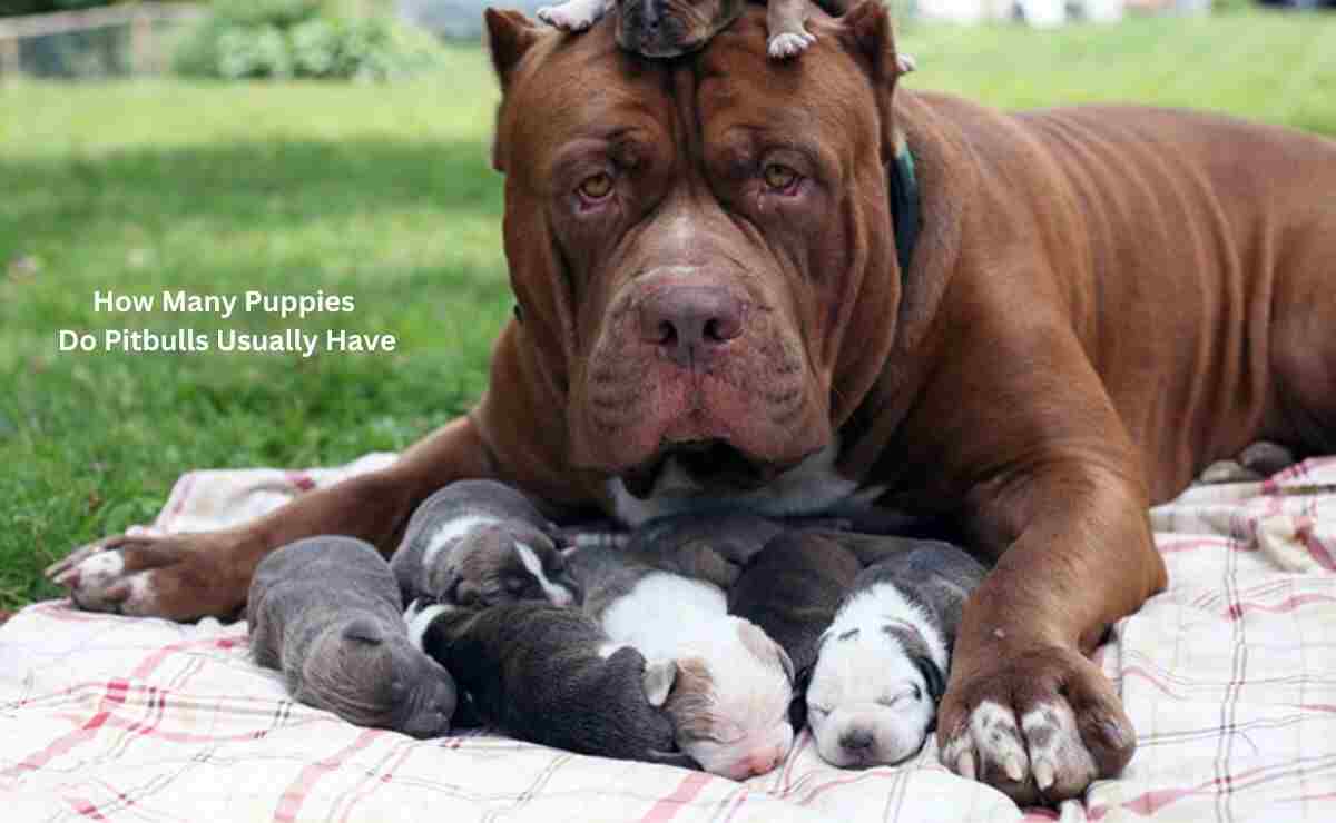 How Many Puppies Do Pitbulls Usually Have